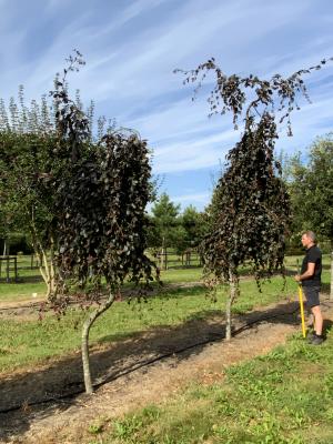 FAGUS SYLVATICA PURPLE FOUNTAIN