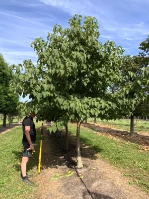 DAVIDIA INVOLUCRATA