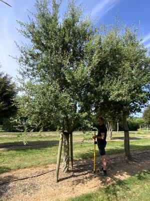 QUERCUS SUBER
