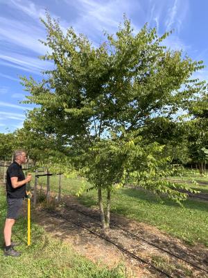 ZELKOVA SERRATA