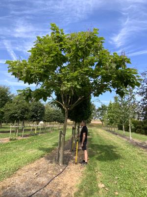 CATALPA BIGNONIOIDES AUREA