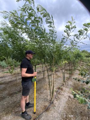 SOPHORO JAPONICA