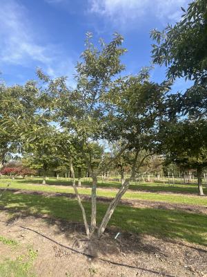 QUERCUS ACUTISSIMA