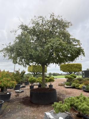 CARPINUS BETULUS PENDULA