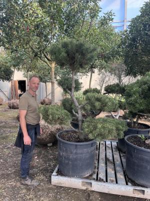 PINUS NIGRA NIGRA