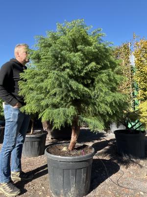 CRYPTOMERIA JAPONICA ELEGANS VIRIDIS