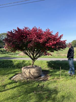 EUONYMUS ALATUS
