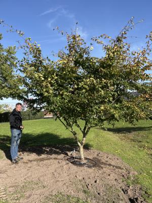 CARPINUS BETULUS ROCKHAMPTON RED