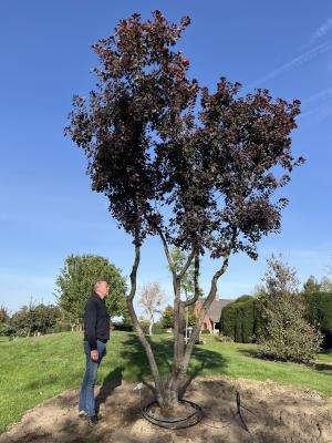 COTINUS COGGYGRIA ROYALE PURPLE