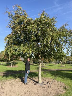 CARPINUS BETULUS PENDULA