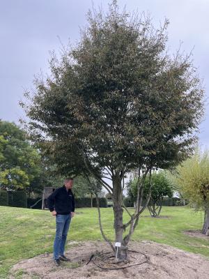 FAGUS SYLVATICA ASPLENIFOLIA