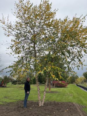 BETULA NIGRA